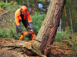 Professional Tree Removal in Lake Como, NJ