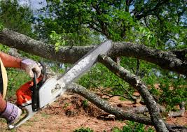 Best Tree Risk Assessment  in Lake Como, NJ