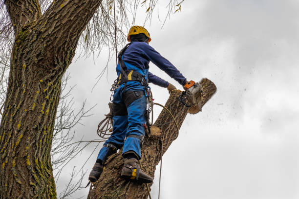 Best Seasonal Cleanup (Spring/Fall)  in Lake Como, NJ