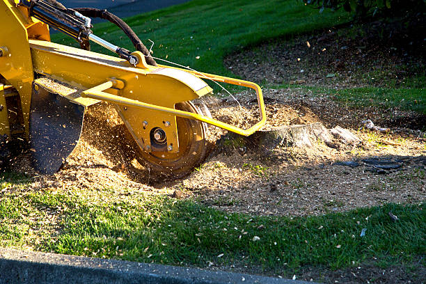 Best Lawn Maintenance Plans  in Lake Como, NJ