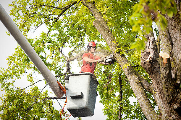 Best Commercial Tree Services  in Lake Como, NJ